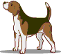 Demande d'info sur le beagle Chien060
