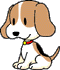 Espérance de vie du chien beagle. Chien_43